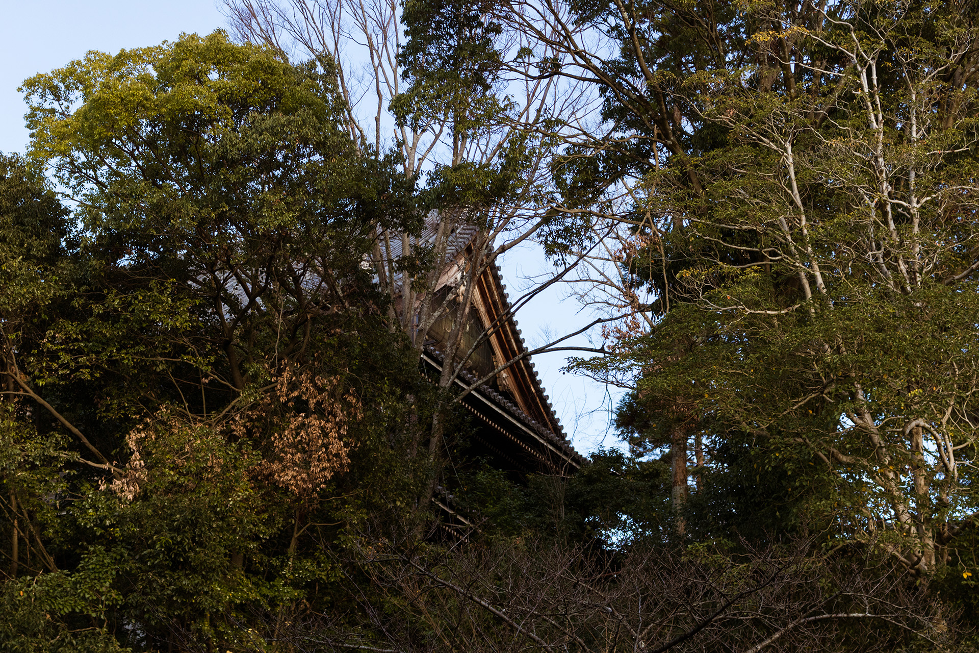 Front of buddhist temple's roof in the distance, hidden by dark green trees.